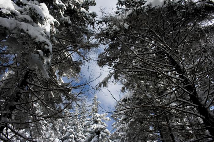 drzewa przykryte czapami śniegu